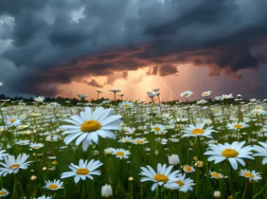 Field of daisies underneath storm cloud