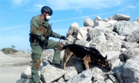 A CBP canine team detects for human remains A CBP canine team detects for human remains